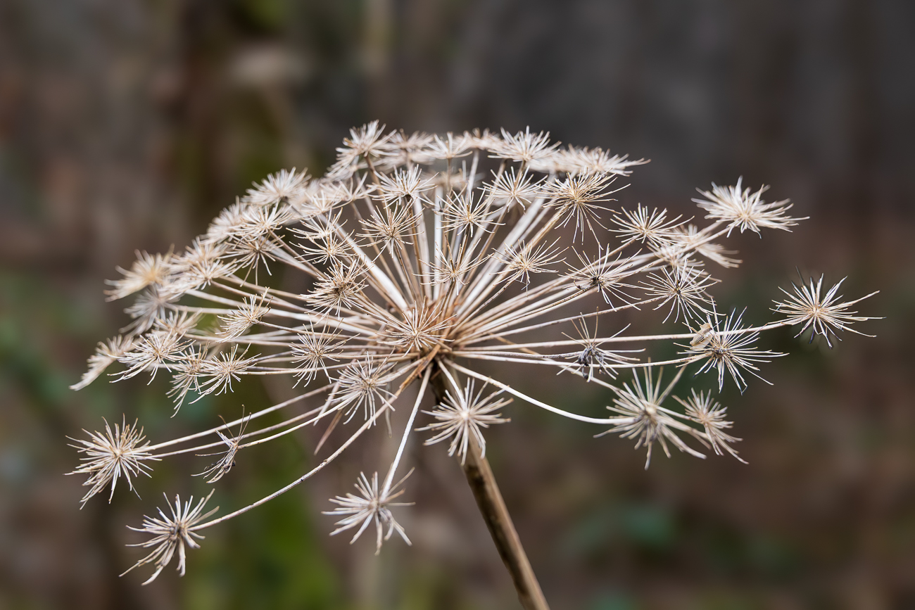 Riesen-B&auml;renklau [Heracleum Sphondylium]