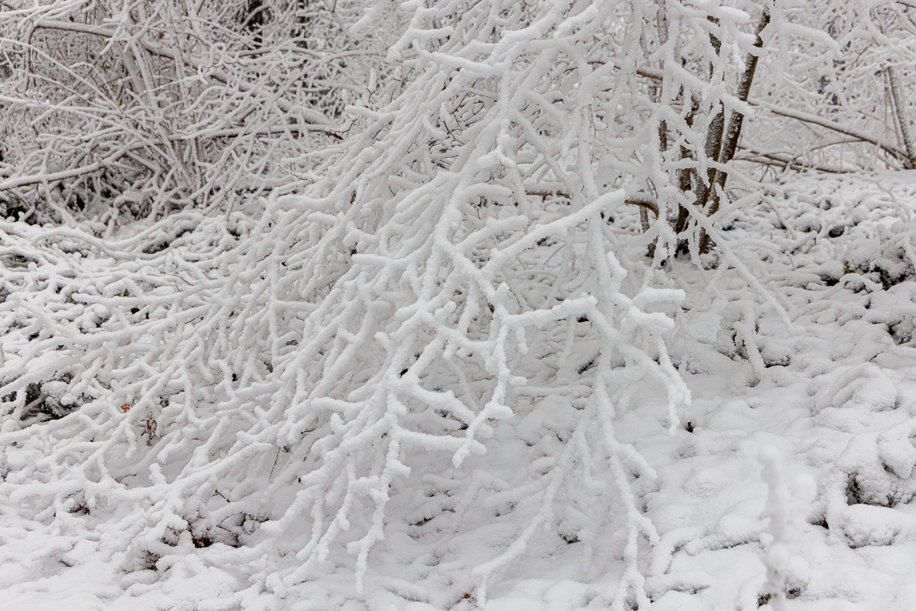 Pappschnee auf den &Auml;sten