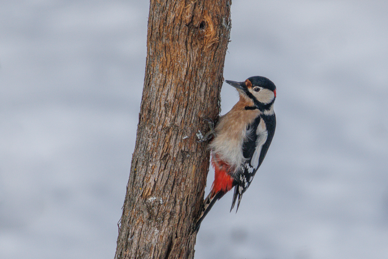 Der Buntspecht sucht unter der Rinde nach Futter