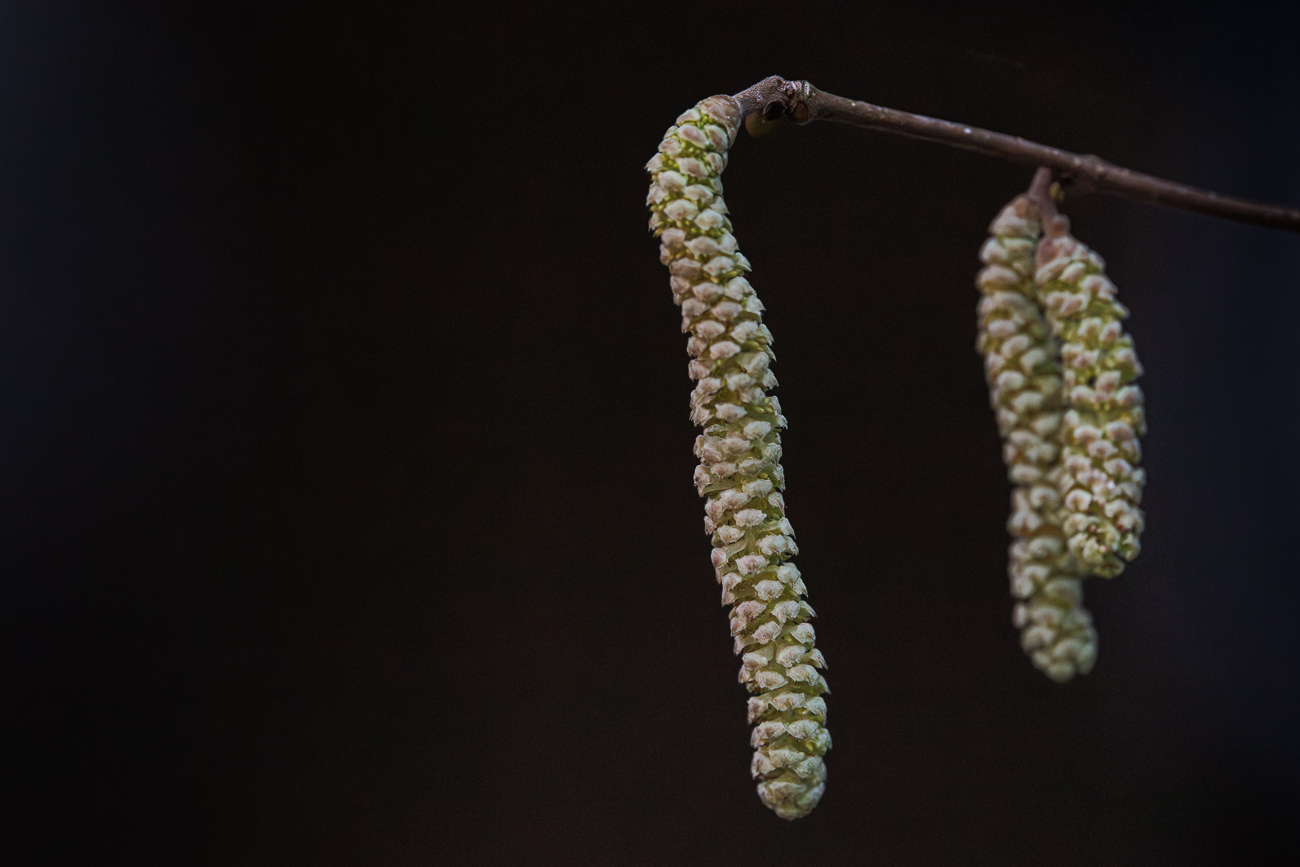 Der Feind der Allergiker ...