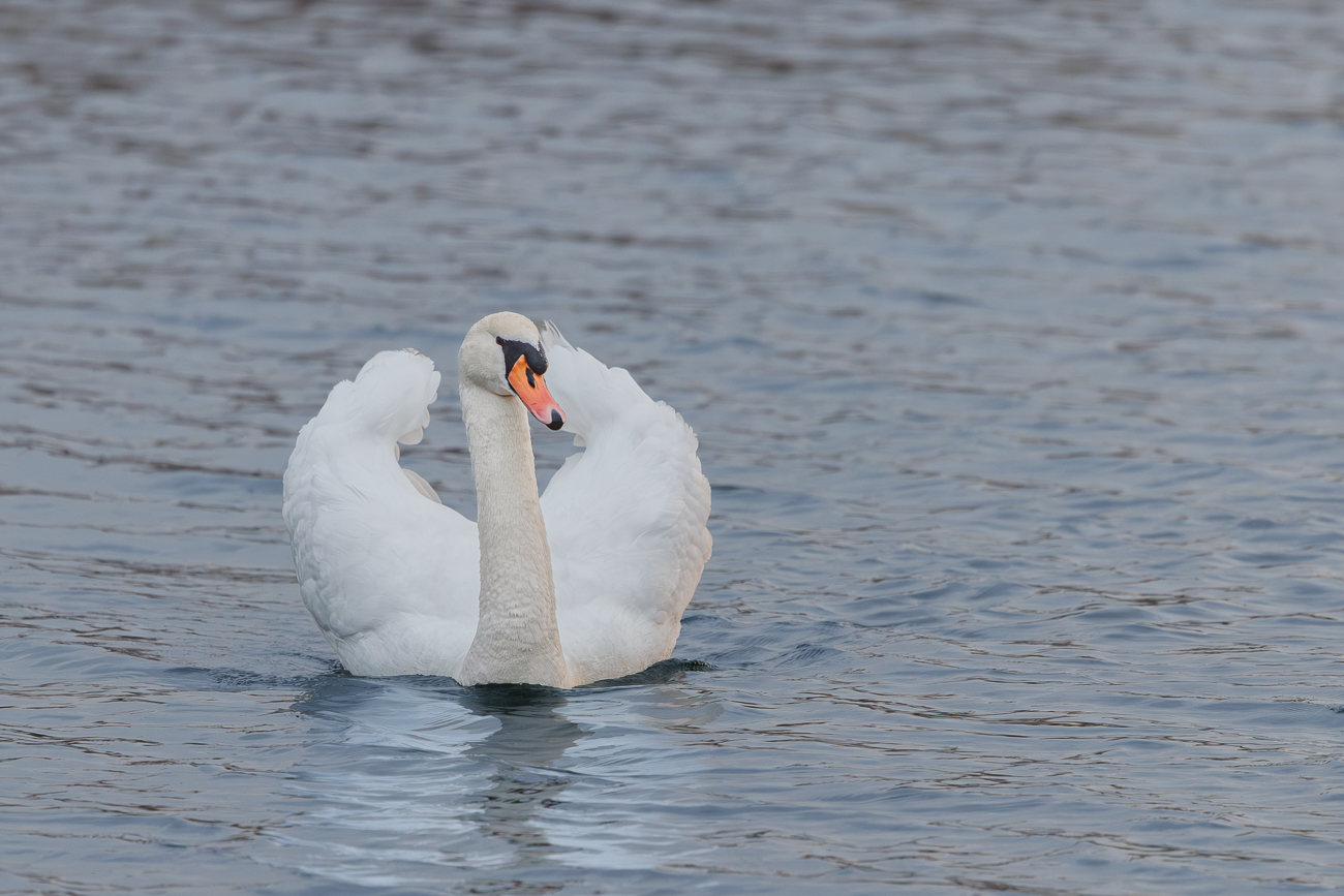 Dem H&ouml;ckerschwan macht weder Hasel noch Regen etwas aus
