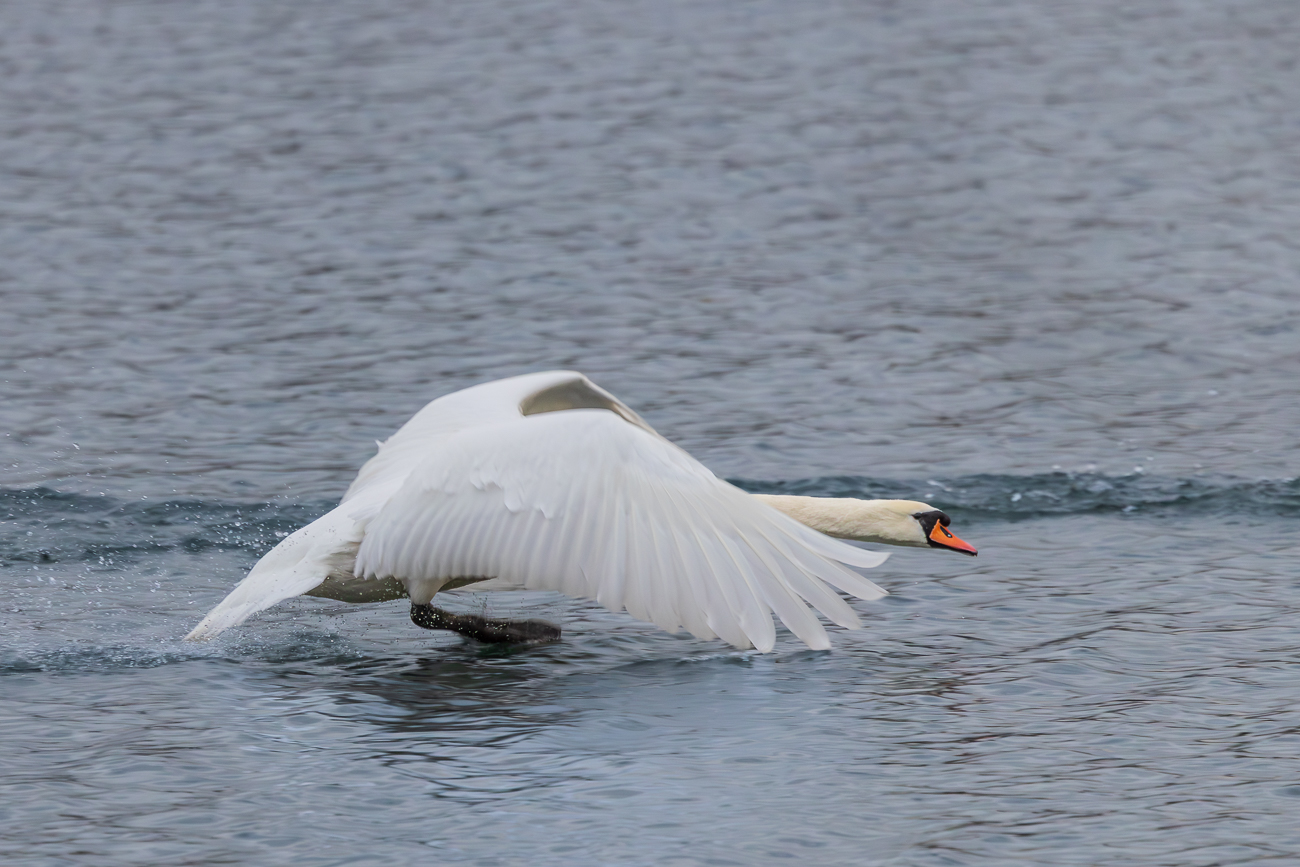 Es ist Balzzeit bei den Schw&auml;nen ...