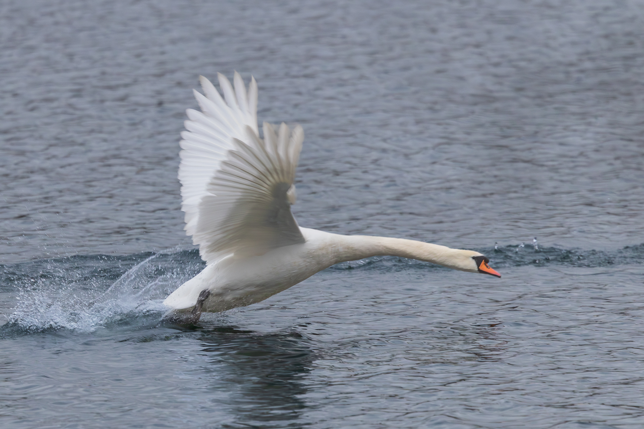 Fl&uuml;gelschlagend werden die Konkurrenten ...