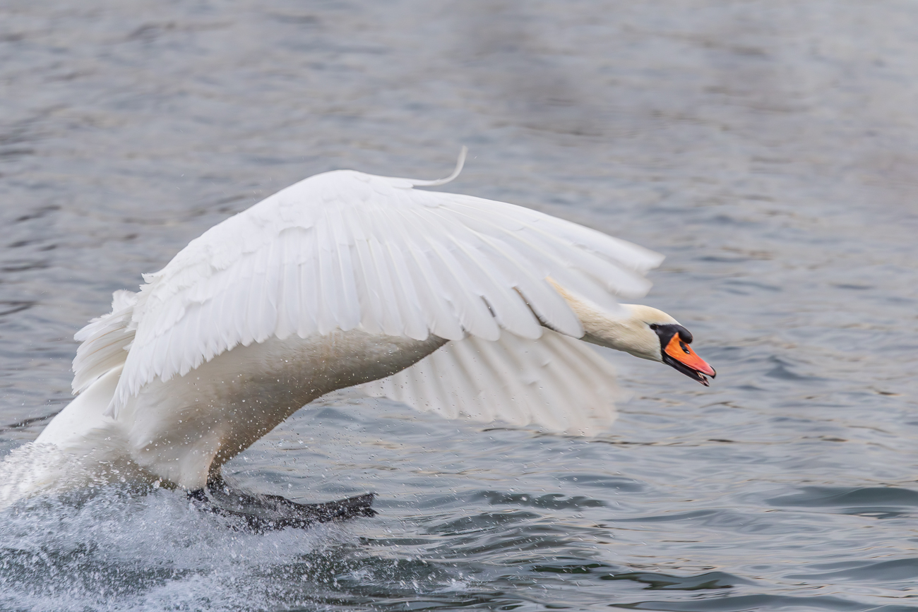 ... aus dem Revier vertrieben