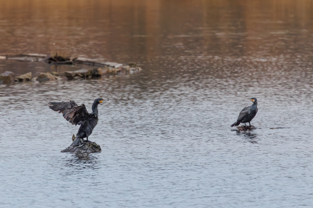 Kormorane rasten auf Steinen ...