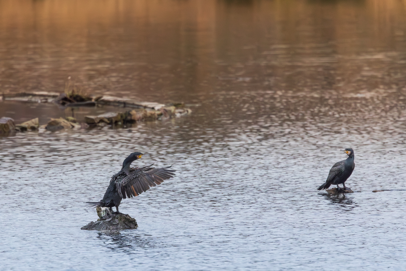 ... und trocknen ihr Gefieder