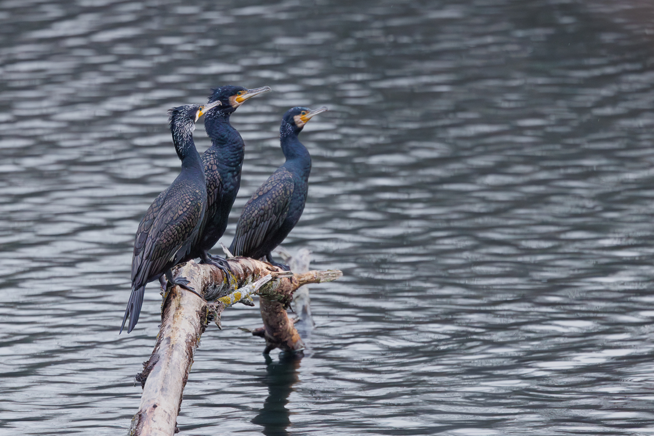 Drei Kormorane auf einem Ast