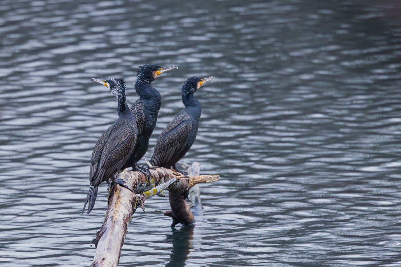 Es wird hin und her geblickt ...