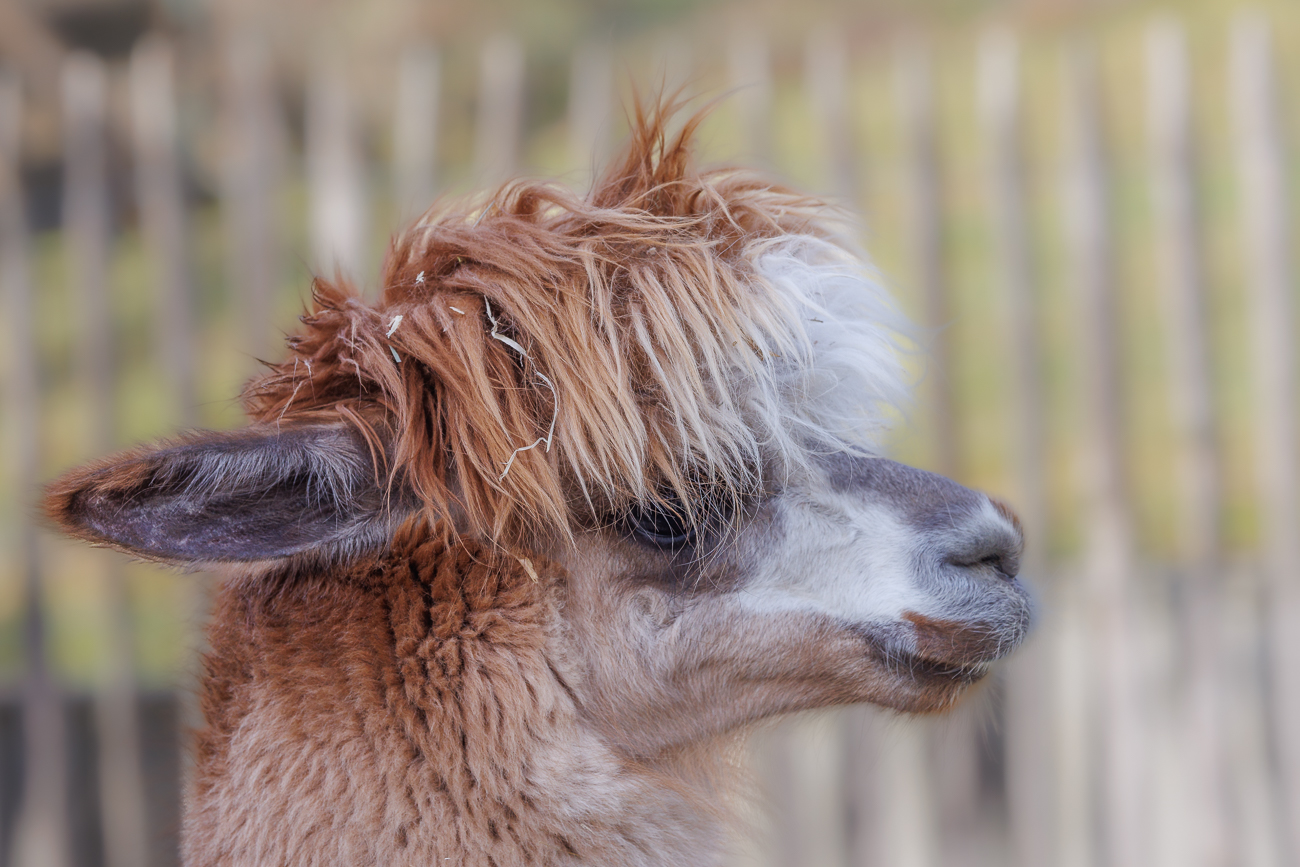 Alpaka auf dem Kinderbauernhof