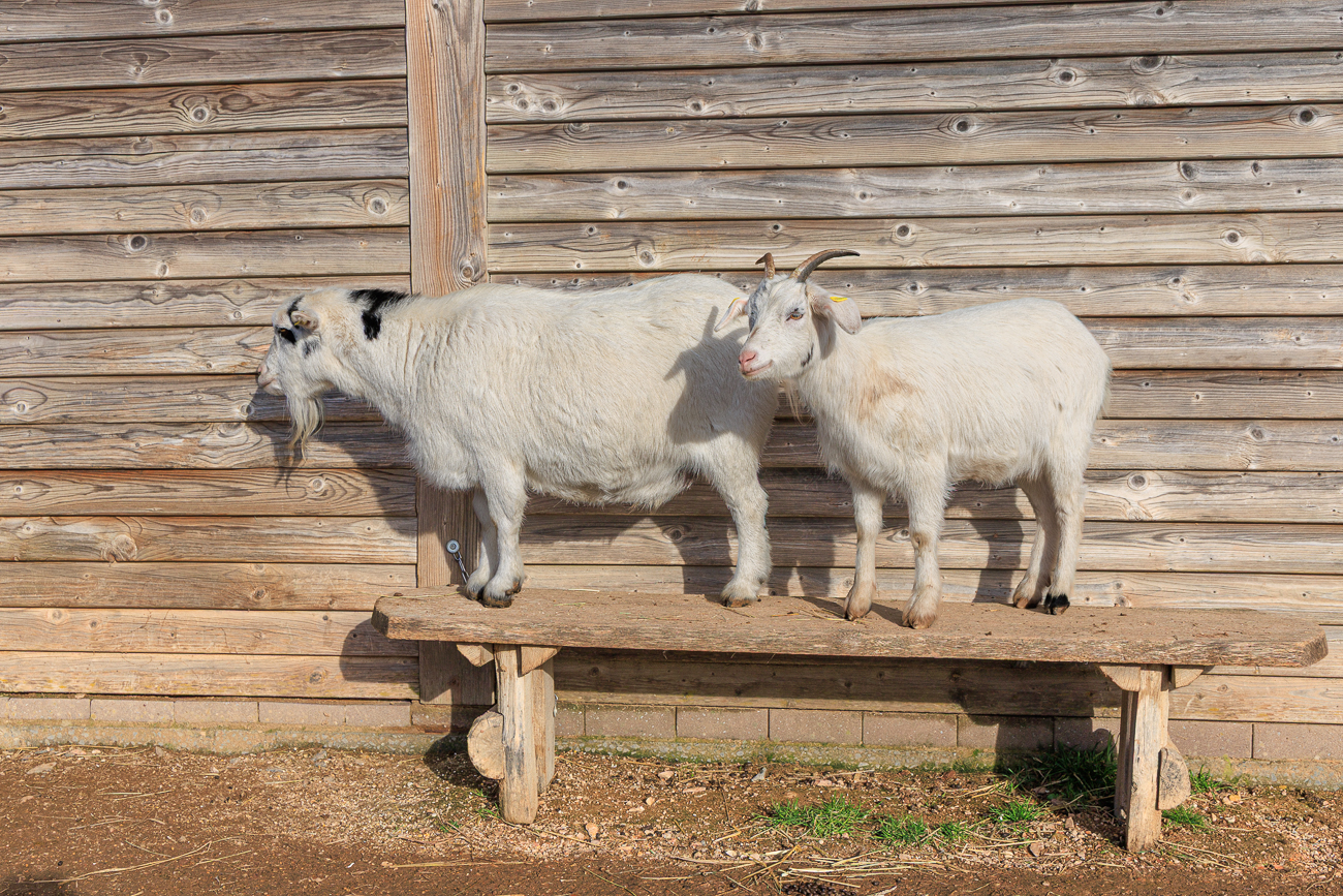 Ziegen w&auml;rmen sich in der Sonne ...