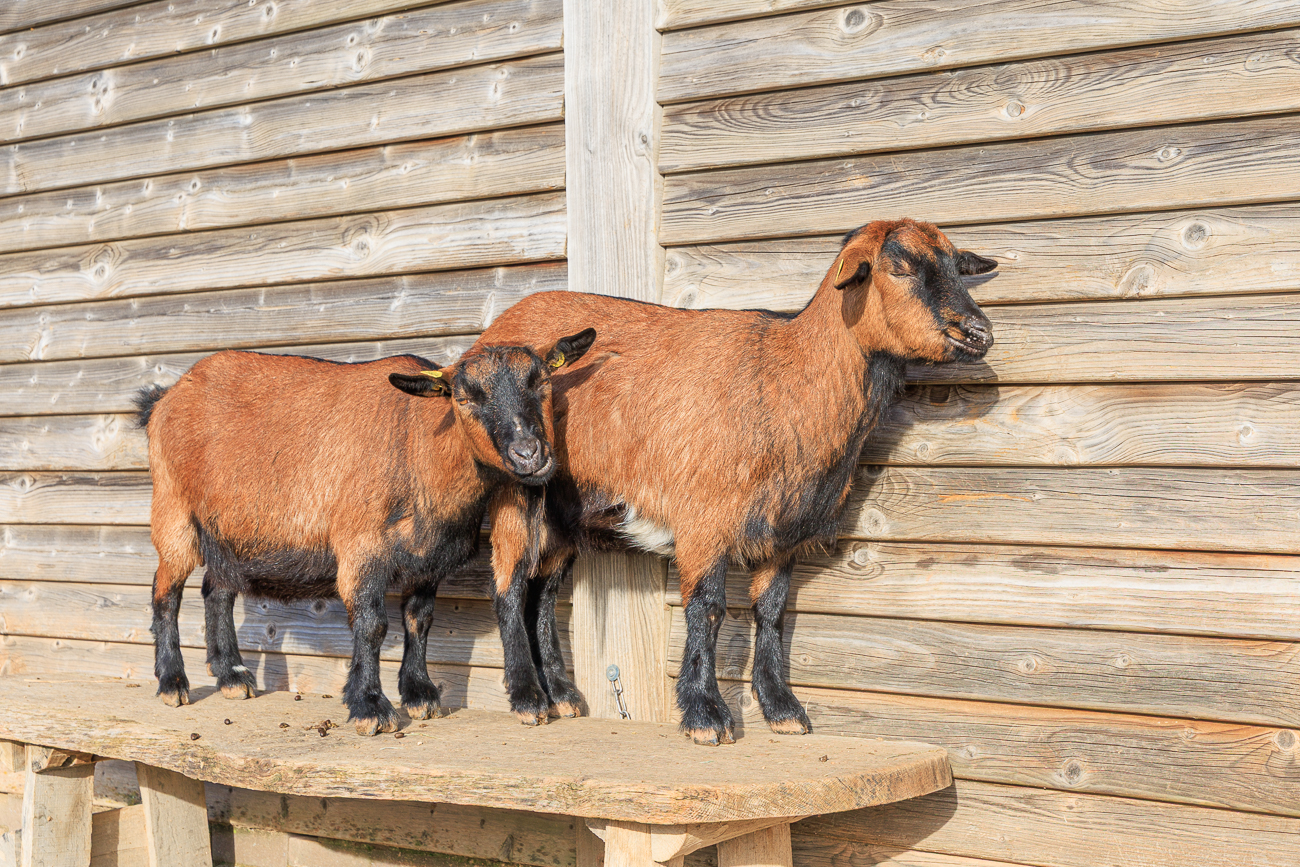 ... diese beiden stehen schon etwas l&auml;nger und sind schon ganz braun ;-)