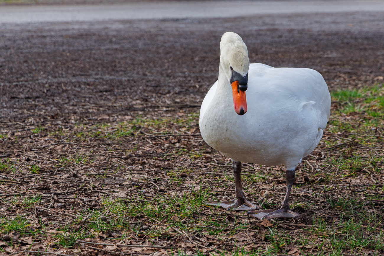 H&ouml;ckerschwan [Cygnus olor] am W&uuml;rzbacher Weiher