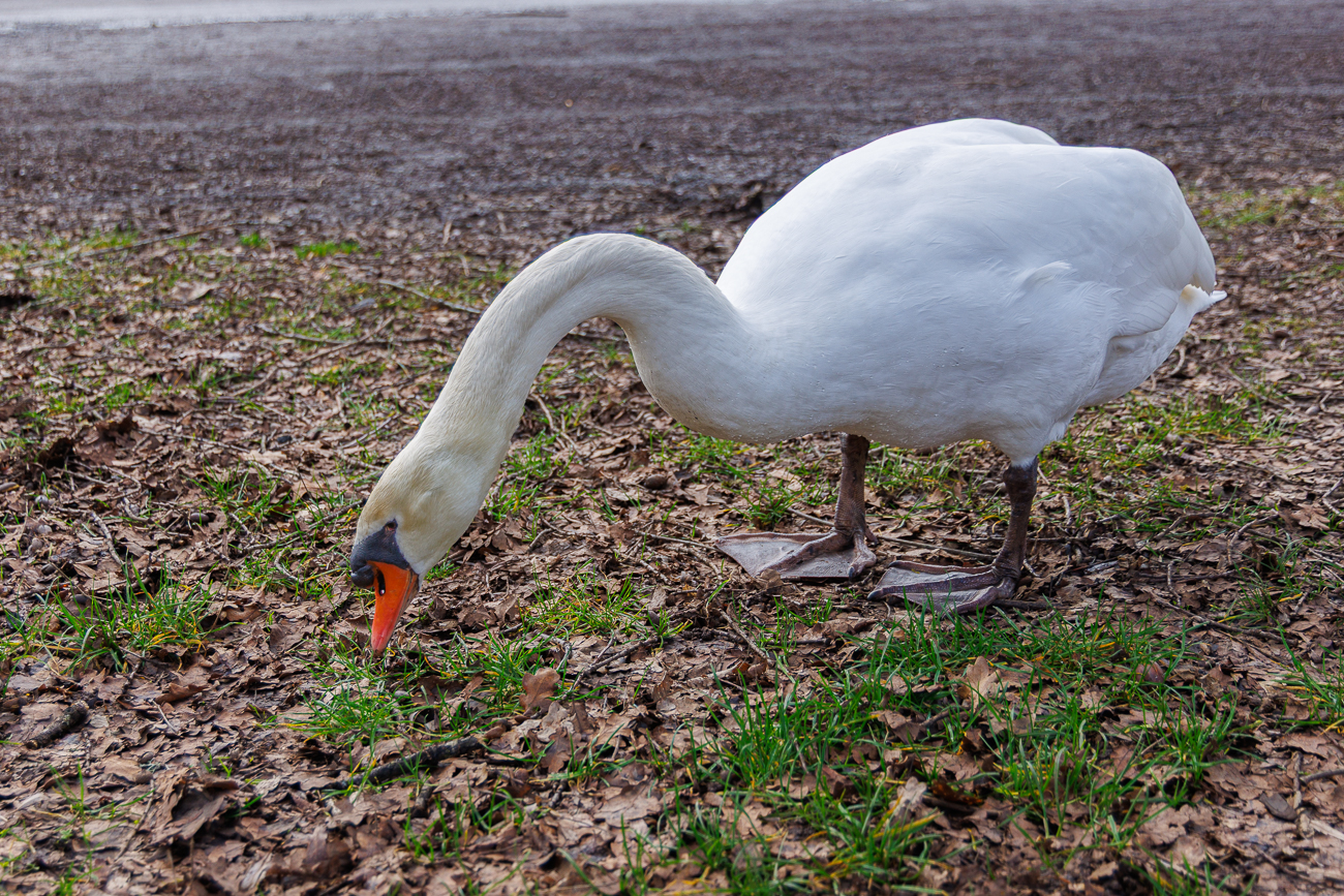 H&ouml;ckerschwan [Cygnus olor] am W&uuml;rzbacher Weiher