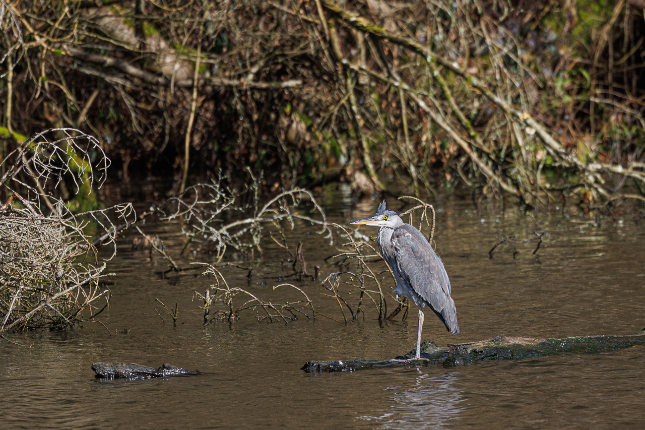 Graureiher [Ardea cinerea]