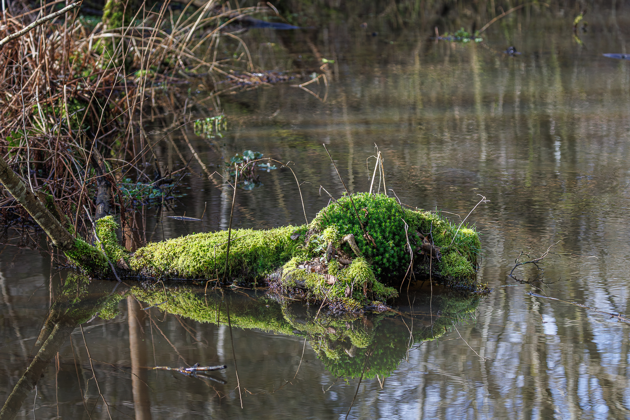 Moosbewachsener Baumstamm im Wasser