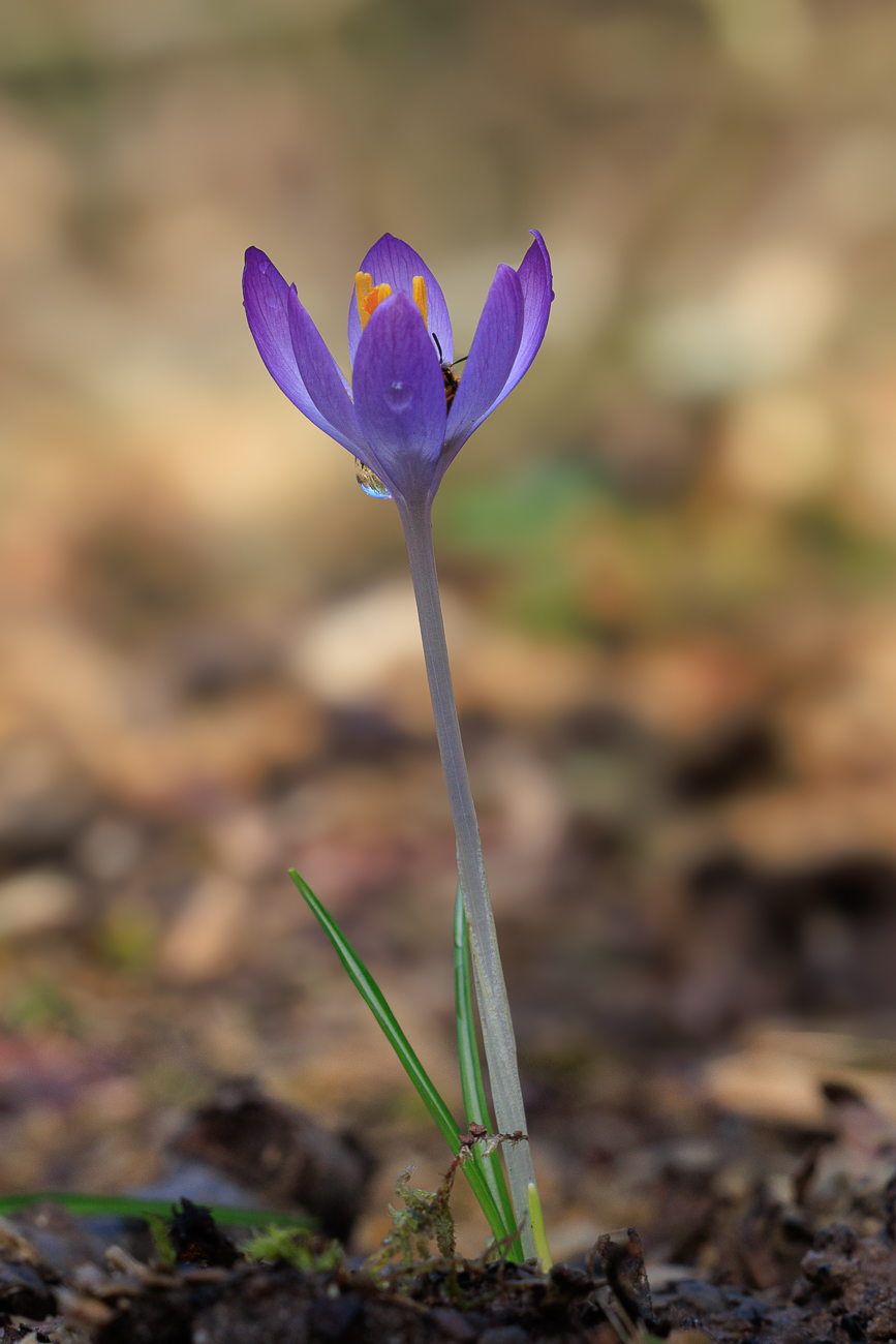 Dalmatiner Krokus [Crocus tommasinianus] mit Gast