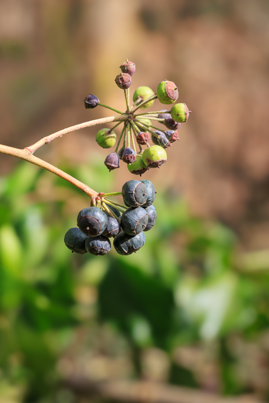 Fr&uuml;chte des Gemeinen Efeu [Hedera helix]
