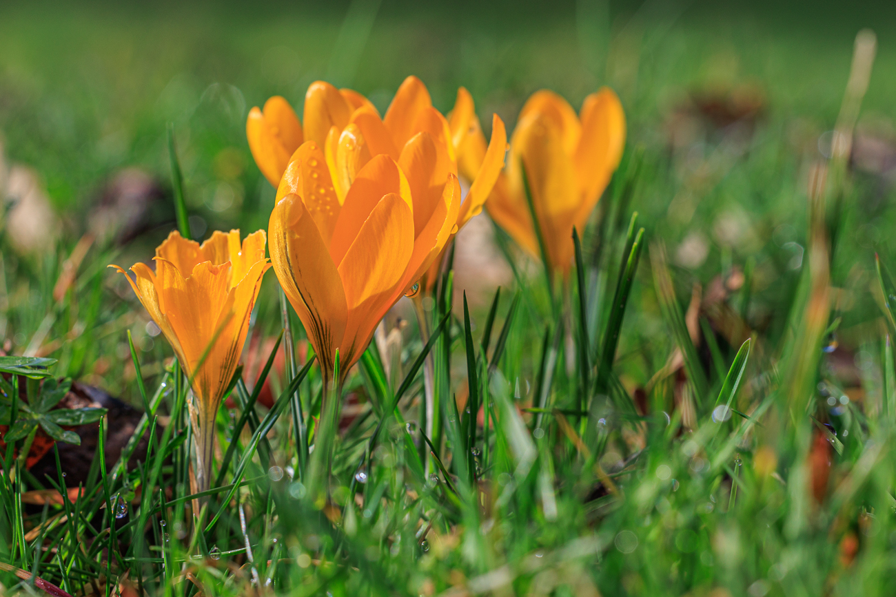 Kleiner Krokus [Crocus chrysanthus]