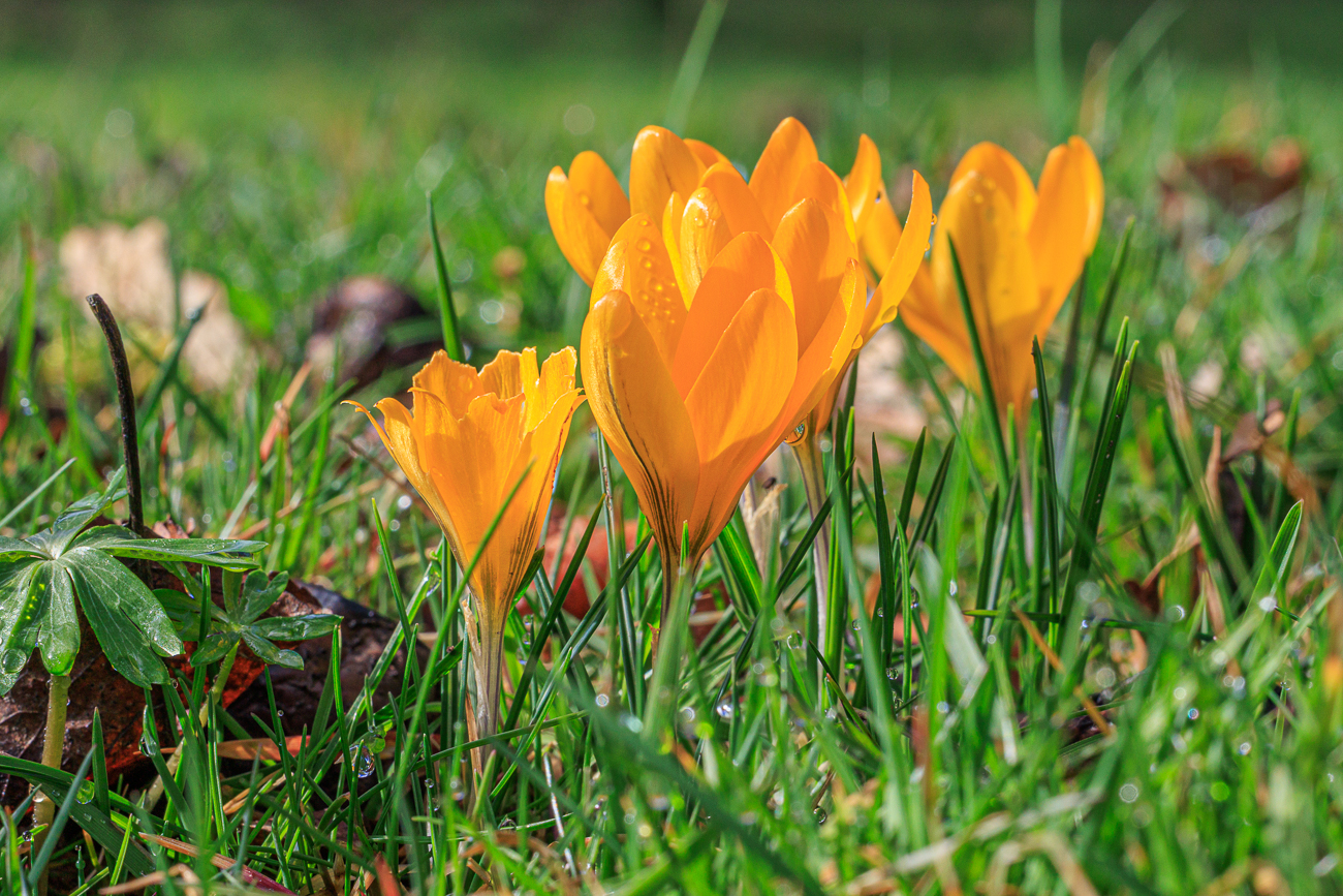 Kleiner Krokus [Crocus chrysanthus]