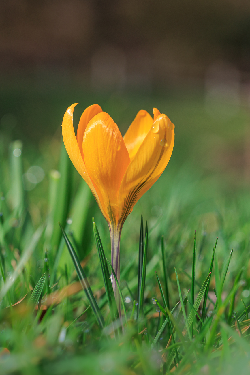 Kleiner Krokus [Crocus chrysanthus]