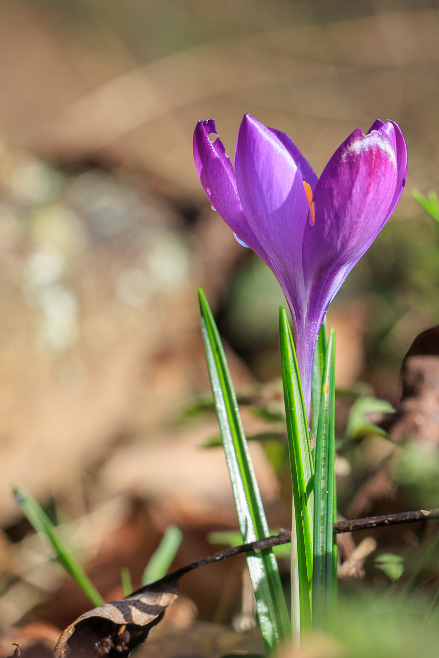Dalmatiner Krokus [Crocus tommasinianus]