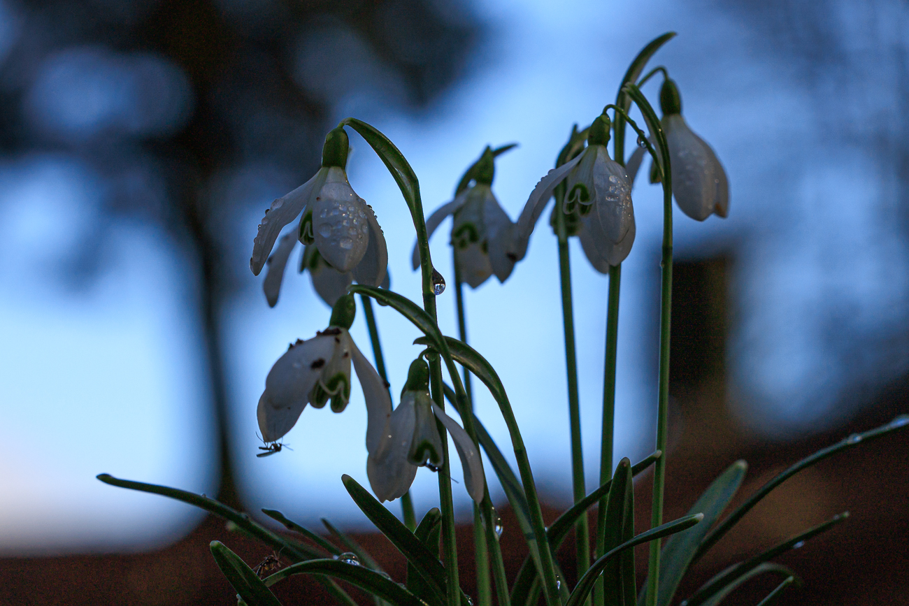 Fliege am Echten Schneegl&ouml;ckchen [Galanthus nivalis]