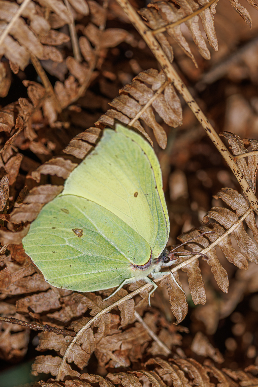 Zitronenfalter [Gonopterix rhamni]