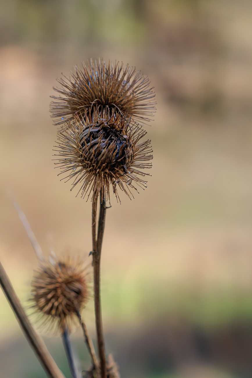 Gro&szlig;e Klette [Arctium lappa]