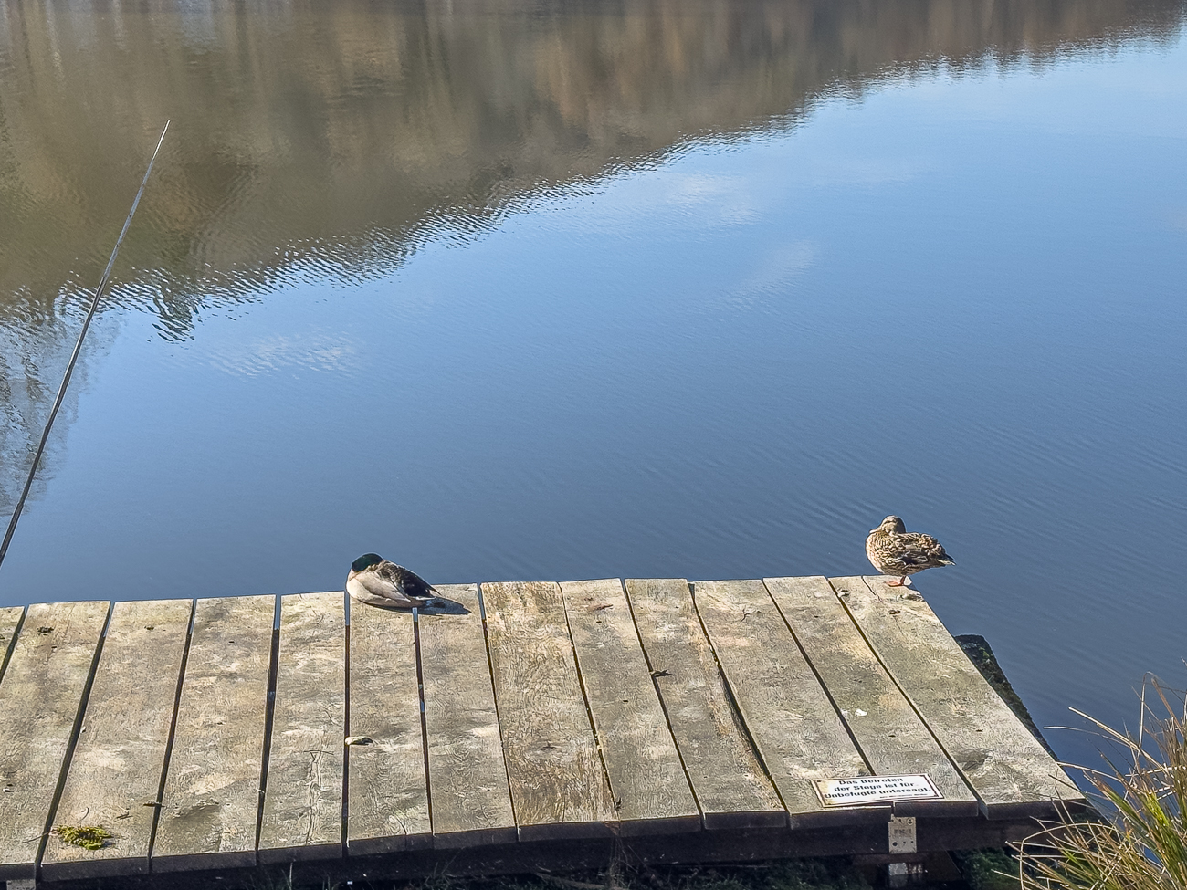 Stockenten [Anas platyrhynchos] am Weiher
