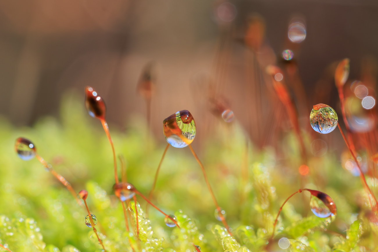 Moos-Sporophyten mit Wassertropfen