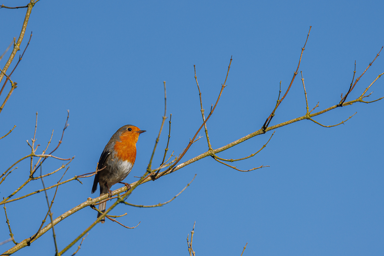 Rotkelchen [Erithacus rubecula]