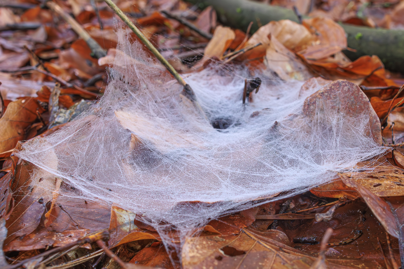 Überall im Wald findet man solche Spinnennetze. Lt. Internet könnte es die Gewöhnliche Bodentrichterspinne (Agelena gracilens oder A. labyrinthica) sein