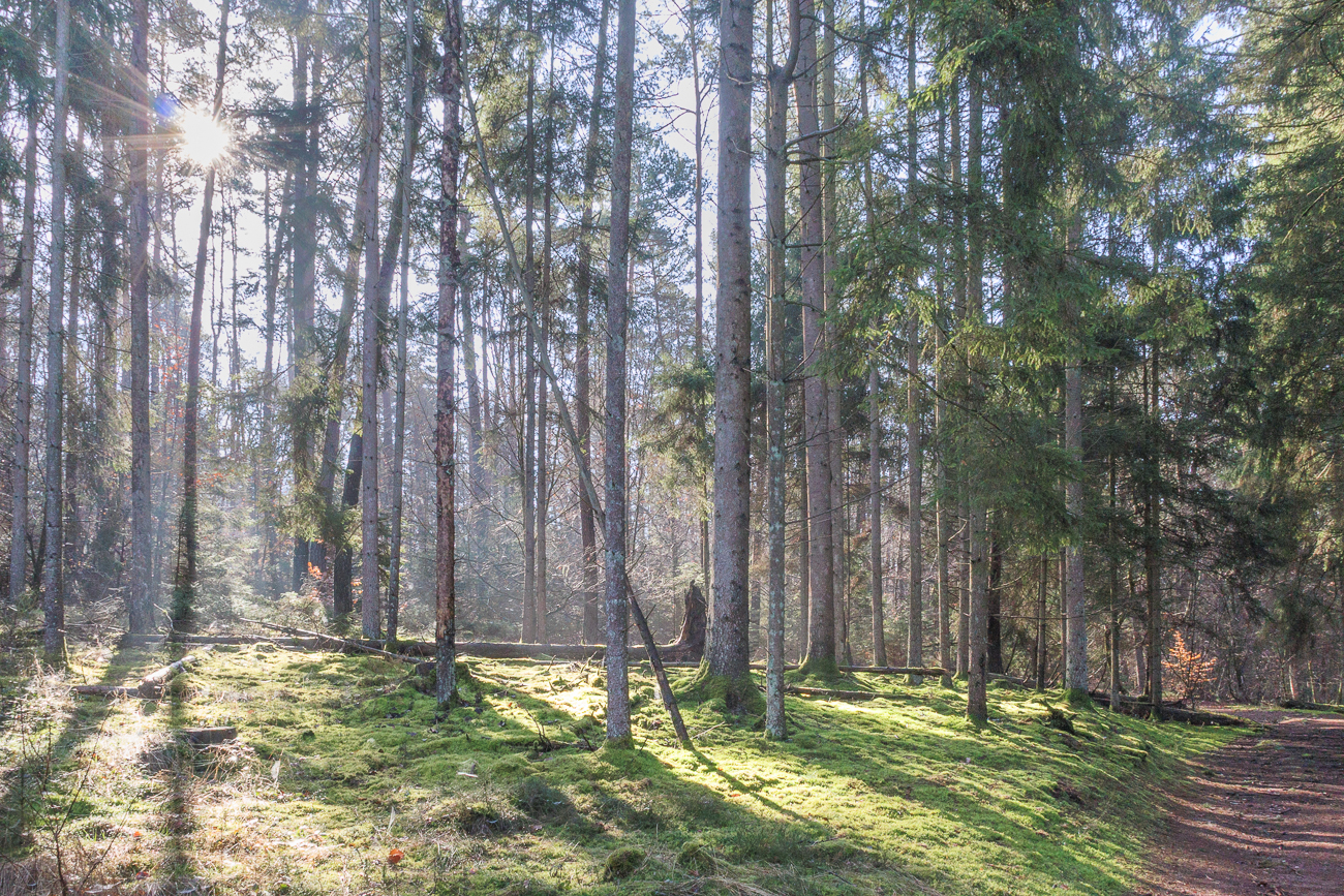 Schönes Streiflicht