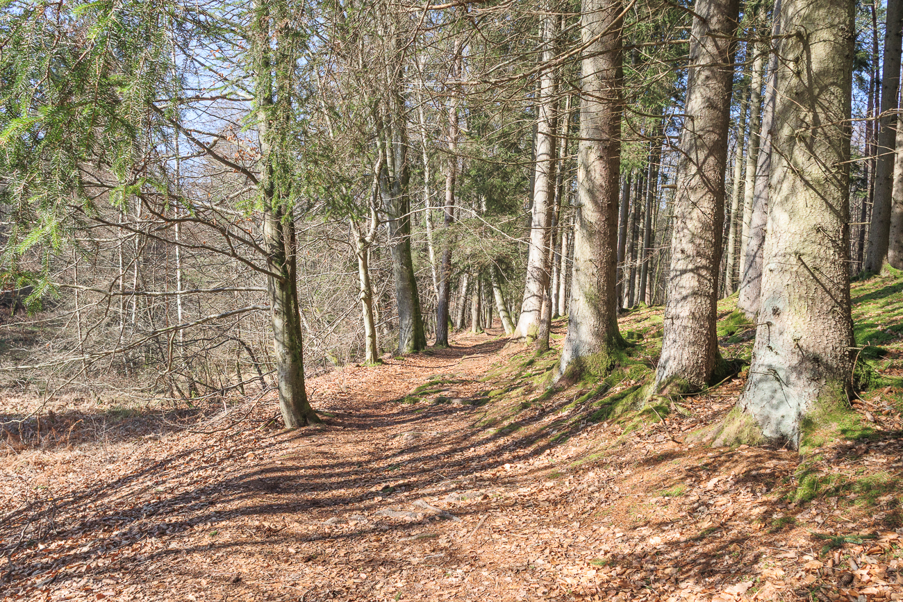 Schöner Waldweg