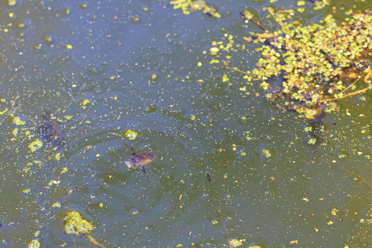 Der Gemeine Rückenschwimmer (Notonecta glauca), leider etwas unscharf, ist eine Wasserwanze (Nepomorpha) aus der Familie der Rückenschwimmer (Notonectidae). Das besondere Kennzeichen dieser Art wie auch der weiteren Vertreter der Rückenschwimmer ist, dass sie stets mit der Bauchseite nach oben schwimmen. Diese auffällige Schwimmposition resultiert aus dem bauchseits am Hinterleib mitgeführten Luftvorrat.
