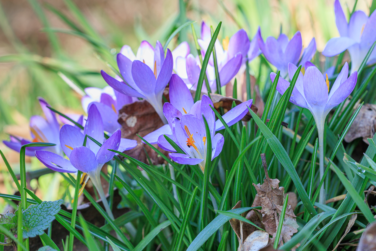 Dalmatiner Krokus [Crocus tommasinianus]