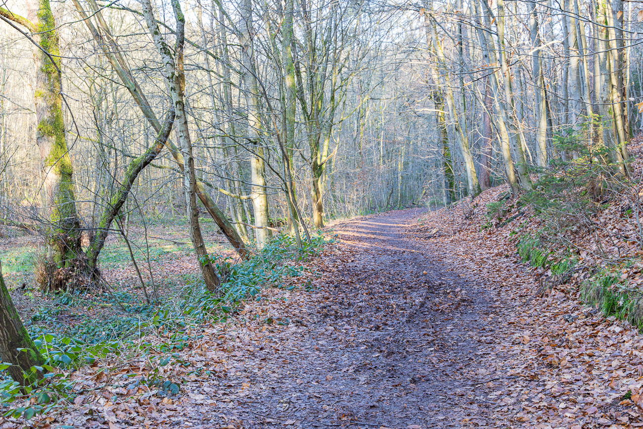 Auf dem etwas matschigen Waldweg