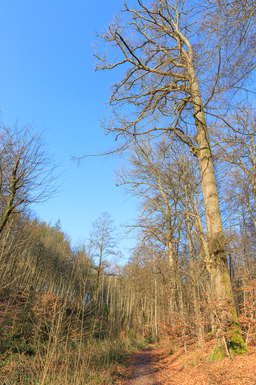 Alte Buchen und Eichen s&auml;umen den Weg