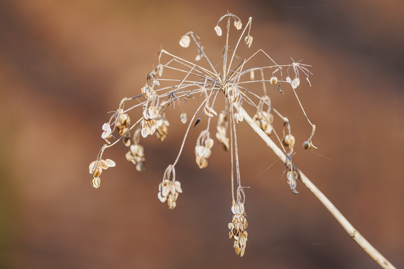 &Uuml;berreste eines B&auml;renklau