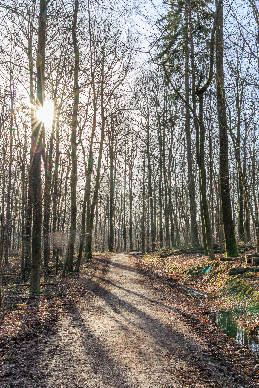 So lange keine Bl&auml;tter an den B&auml;umen h&auml;ngen, kommt die Sonne noch durch