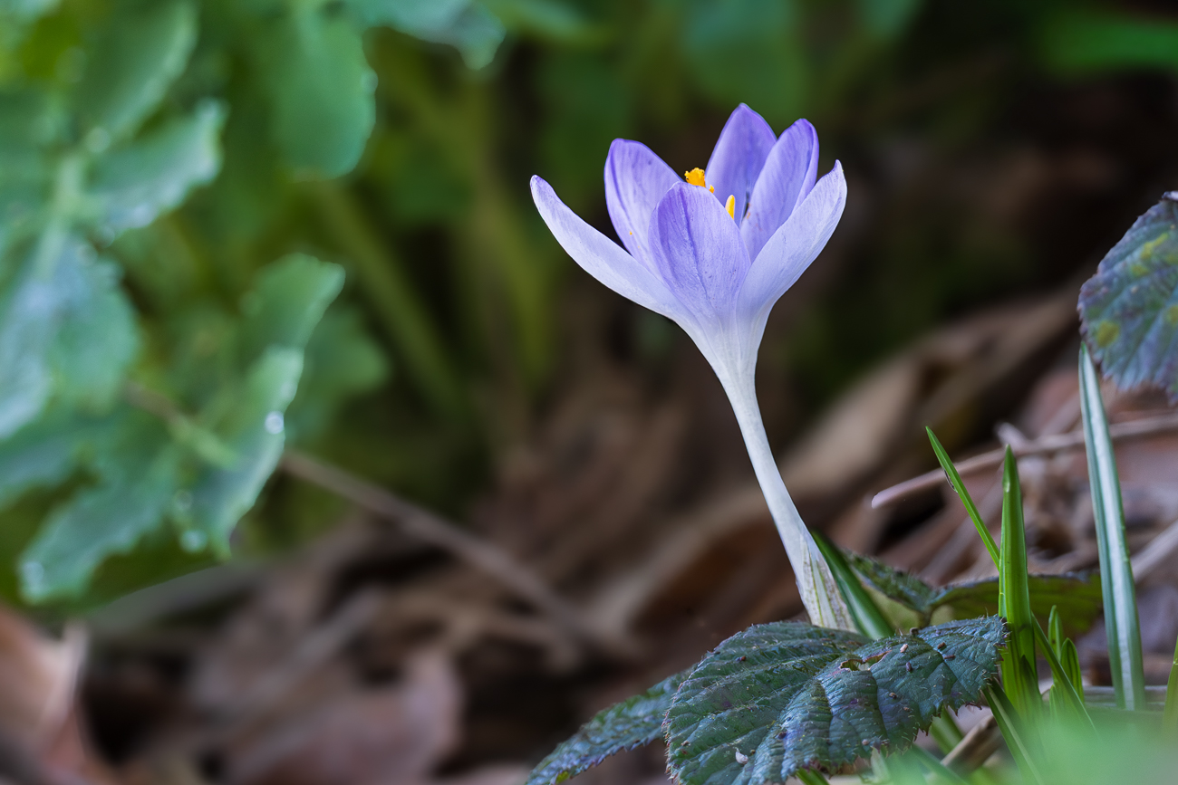 Dalmatiner Krokus [Crocus tommasinianus]