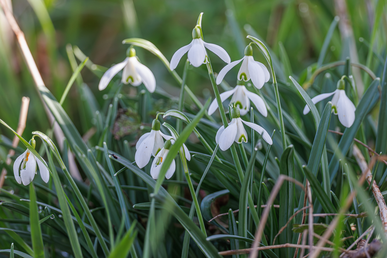 Echtes Schneegl&ouml;ckchen [Galanthus nivalis]