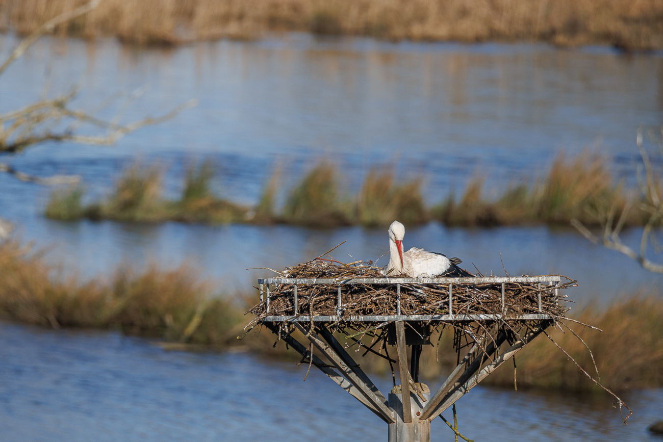 Wei&szlig;storch [Ciconia ciconia] in seinem Nest