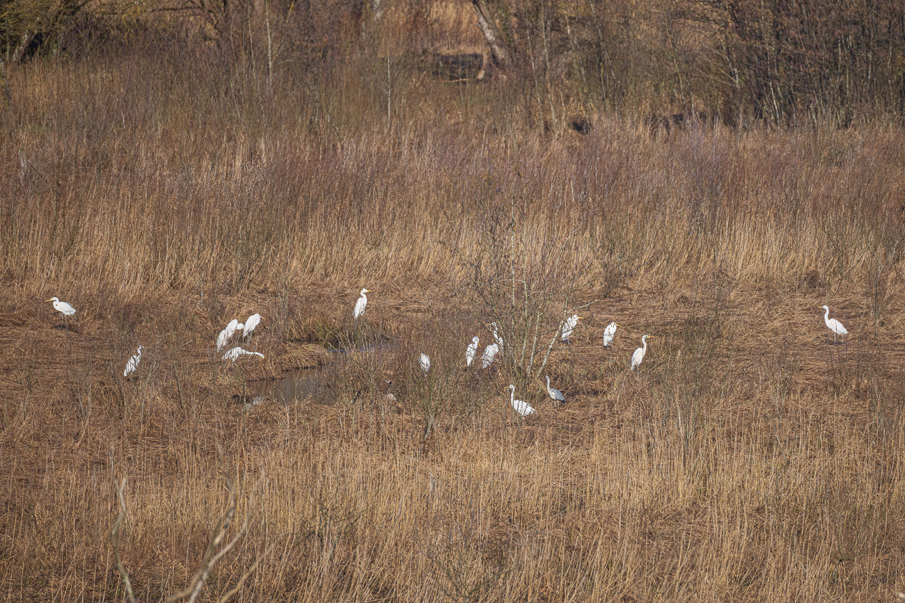 Zahlreiche Silberreiher [Ardea alba]