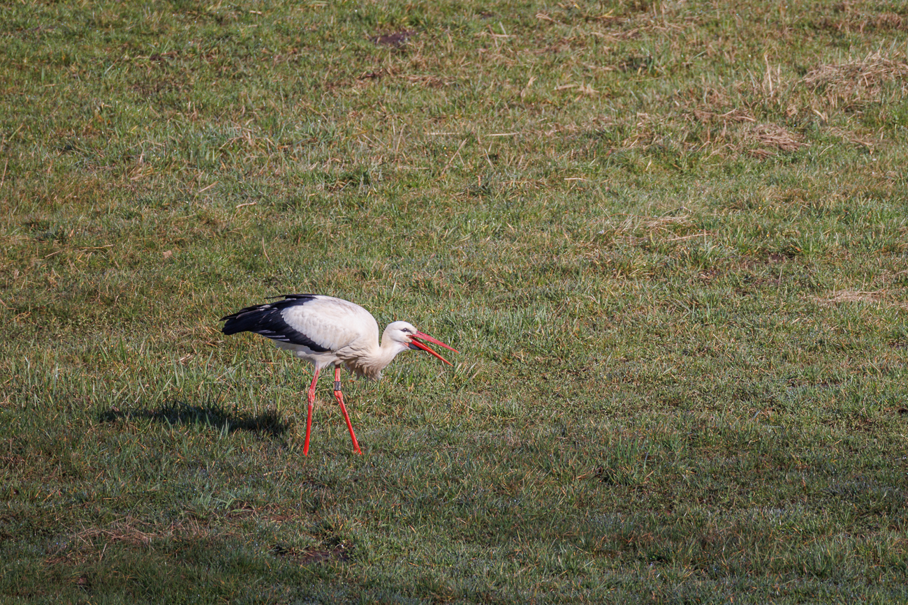 Wei&szlig;storch [Ciconia ciconia] auf Futtersuche