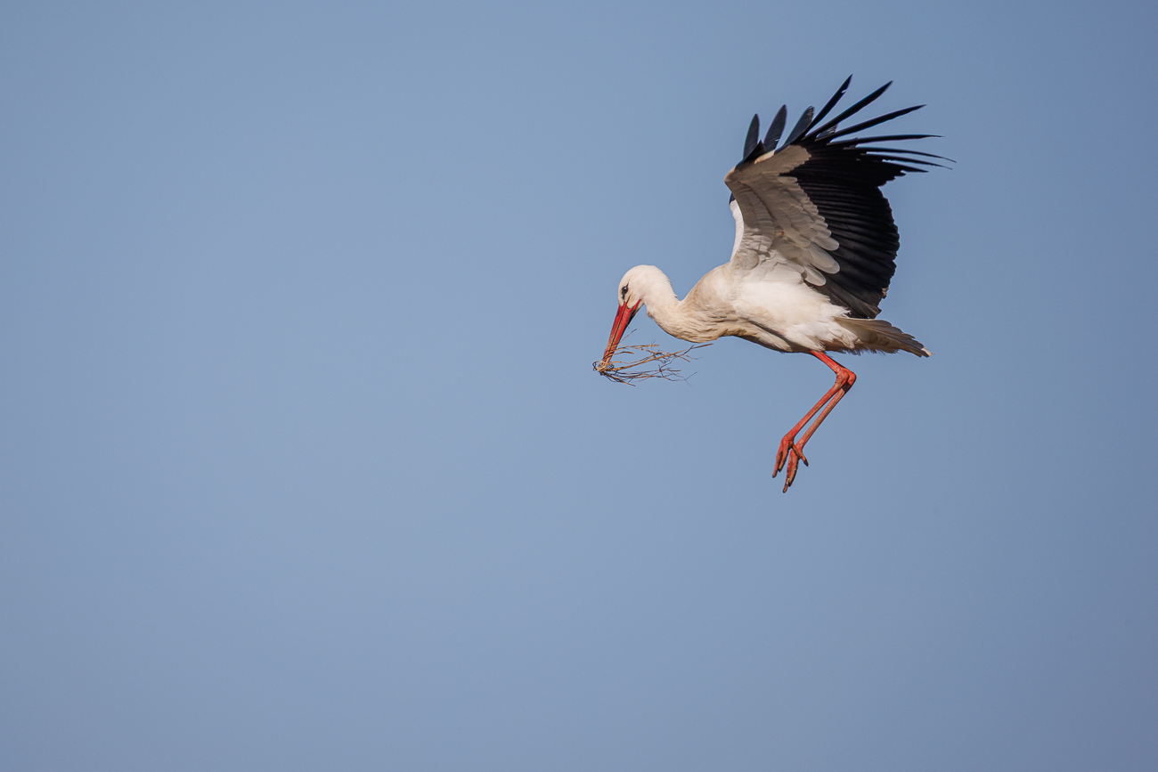 Neues Nistmaterial wird herangeschafft