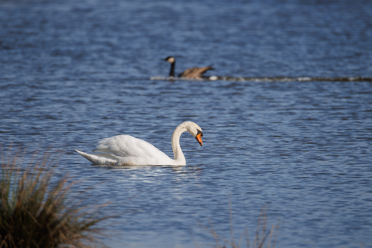 H&ouml;ckerschwan [Cygnus olor]