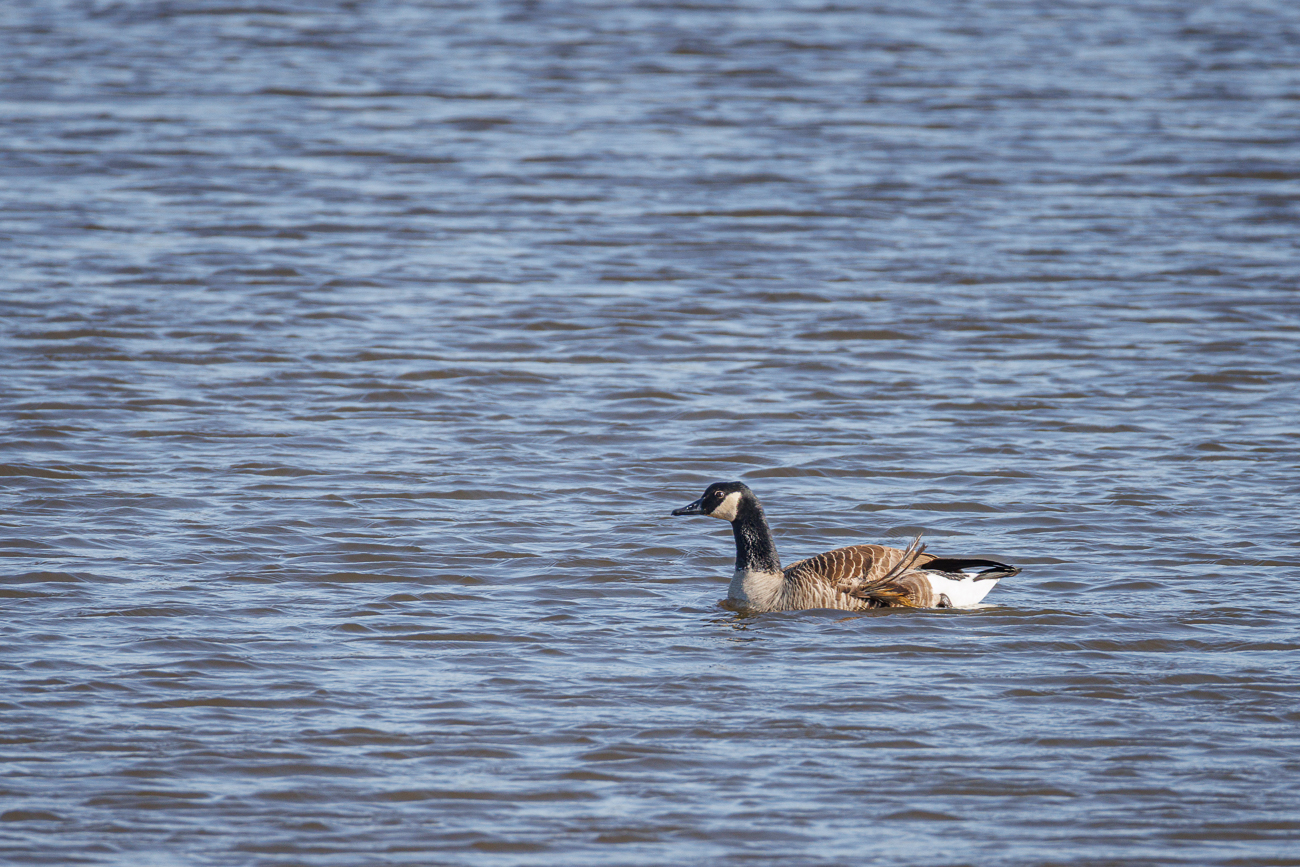 Kanadagans [Branta canadensis]