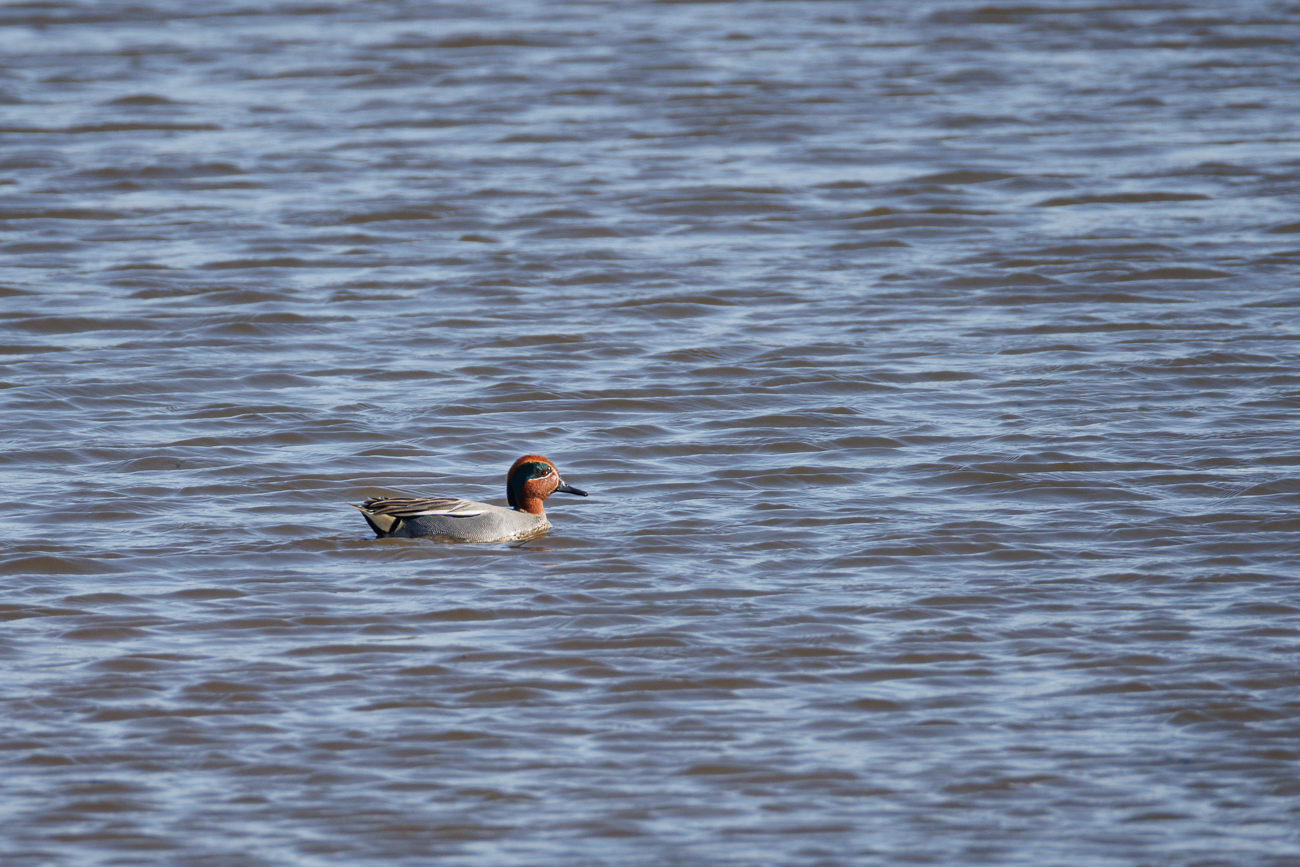 Krickente [Anas crecca]