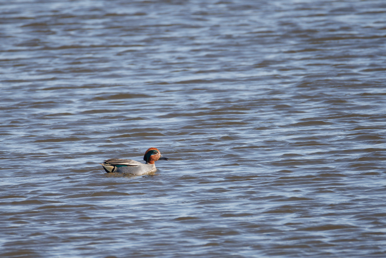 Krickente [Anas crecca]